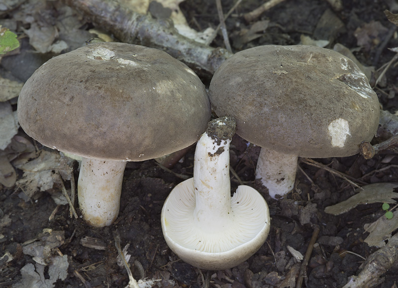 Lactarius azonites